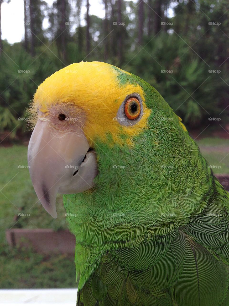 Pet parrot in the Summer.