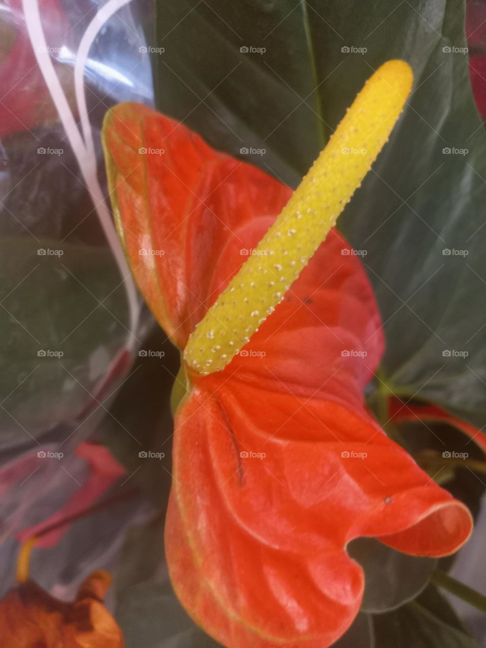 O anturio é uma planta  com grande valor ornamental,  pela sua estética. Suas folhas longas, com um verde intenso  em forma de coração  e flores belas com  cores vibrantes, promovem  excelentes  arranjos ornamentais