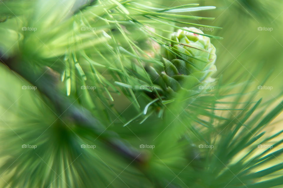 Green Cone