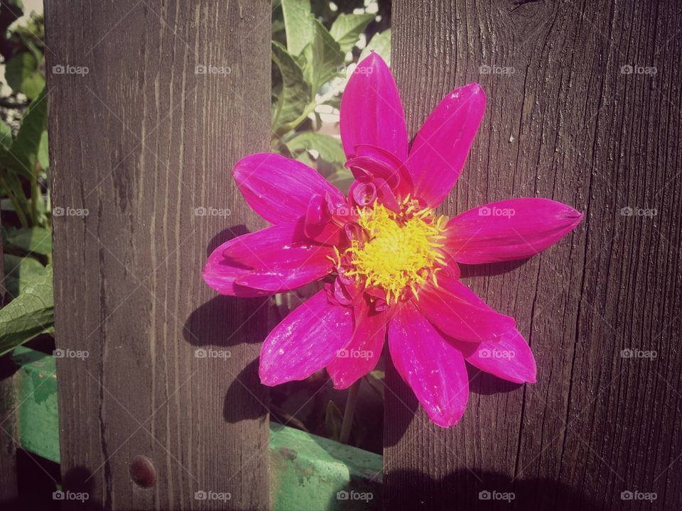 Flower on fence