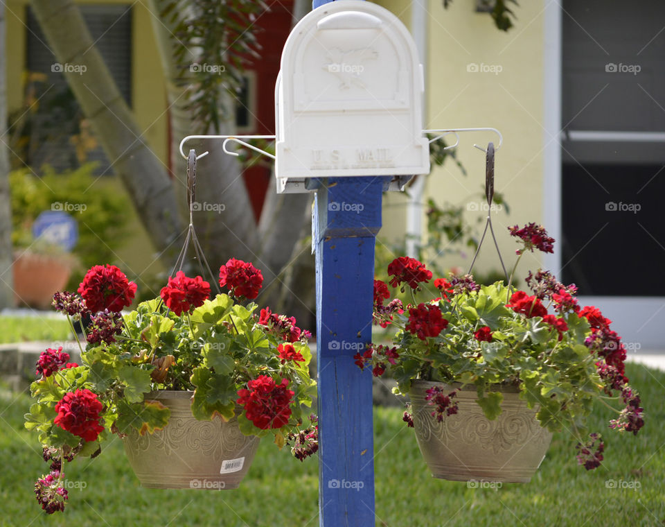 Beautiful Backdrop of flower and mailbox