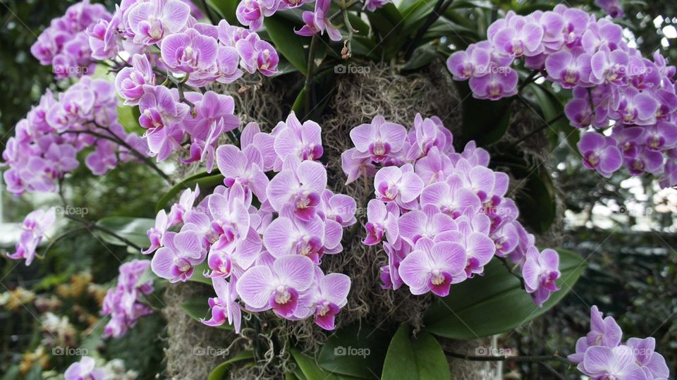 Orchid