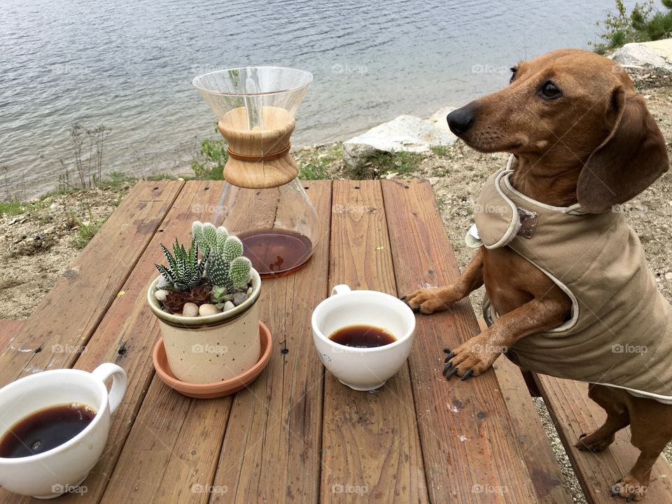 Coffee, No Person, Wood, Relaxation, Leisure
