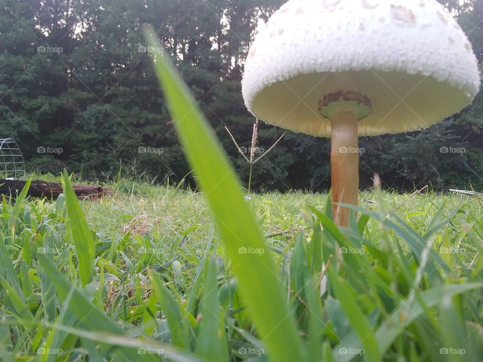 under a mushroom