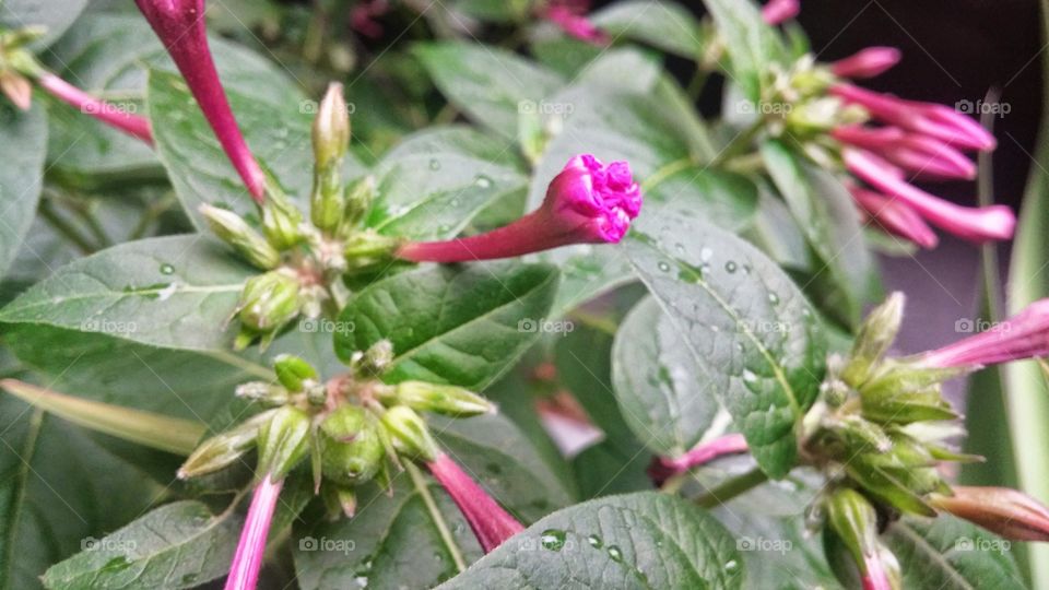 color flower and rain. when the rain stops