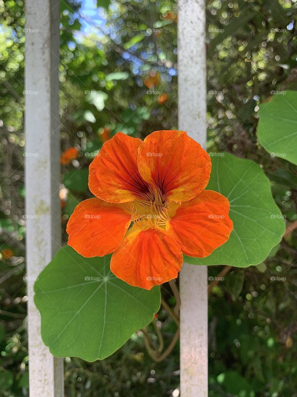 Orange Flower