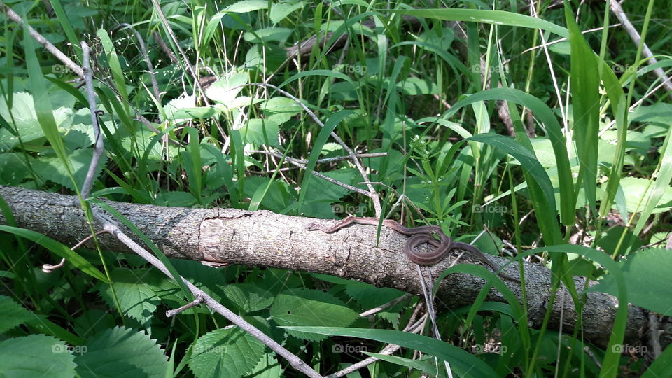 Little Snake Sunbathing in the Woods