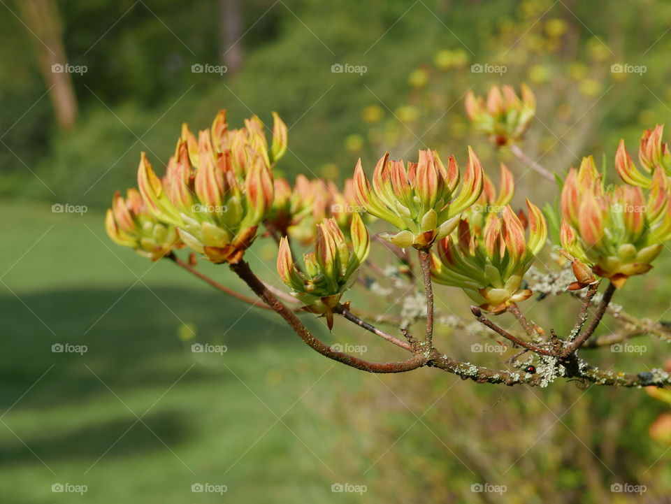 Flowers in springtime.