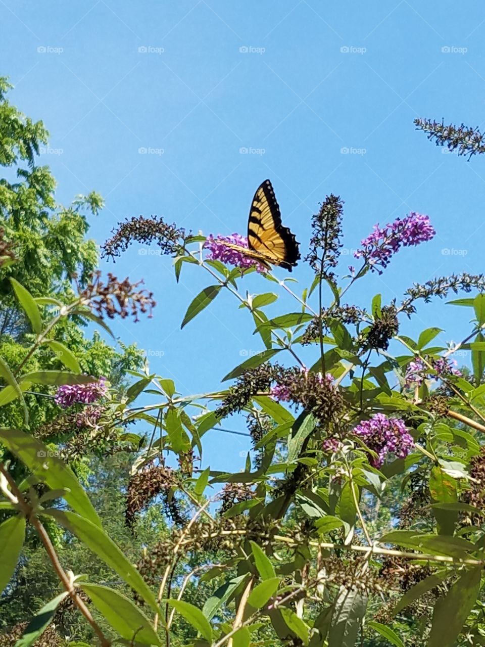 Butterflies fly away