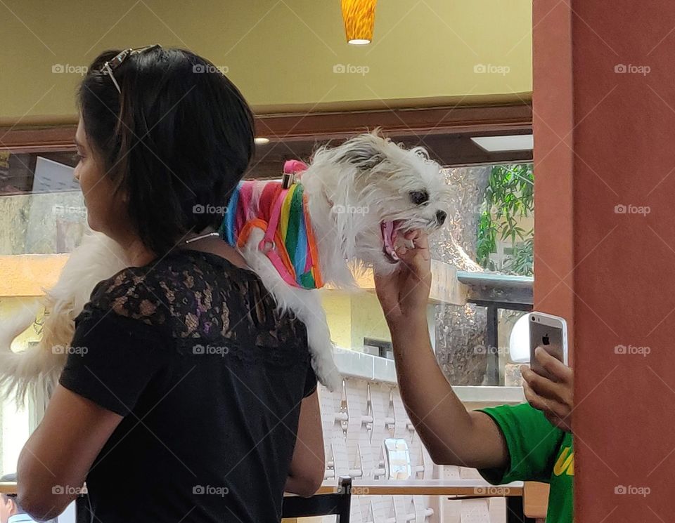 pet dog on the shoulder of her mama at Subway