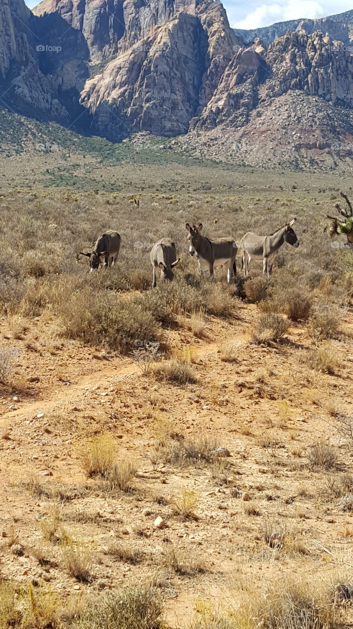 Wild Burros. Burros up close in Red Rock Canyon Nevada.