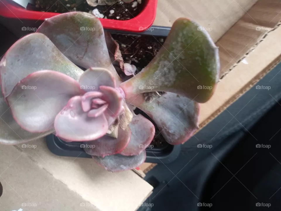succulent