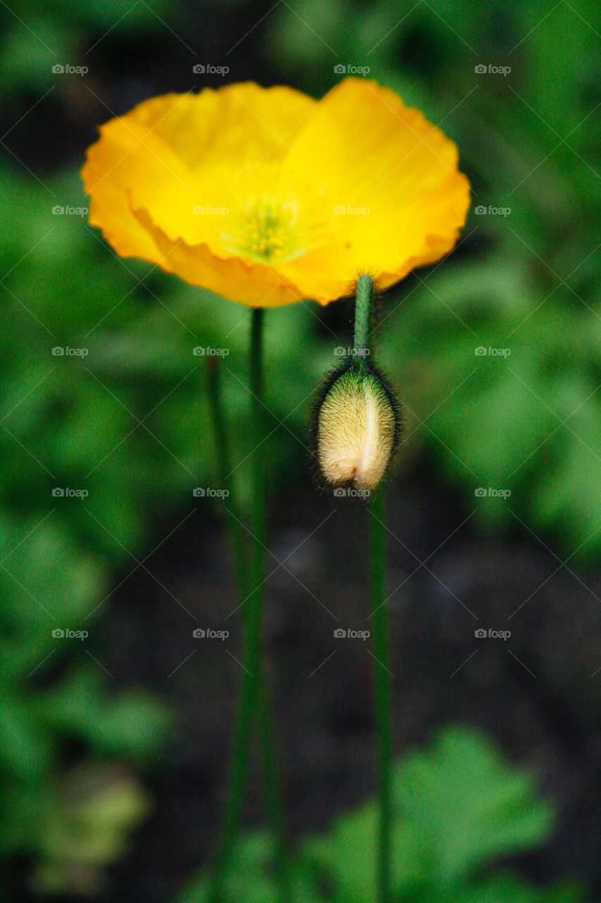 Yellow poppy bud