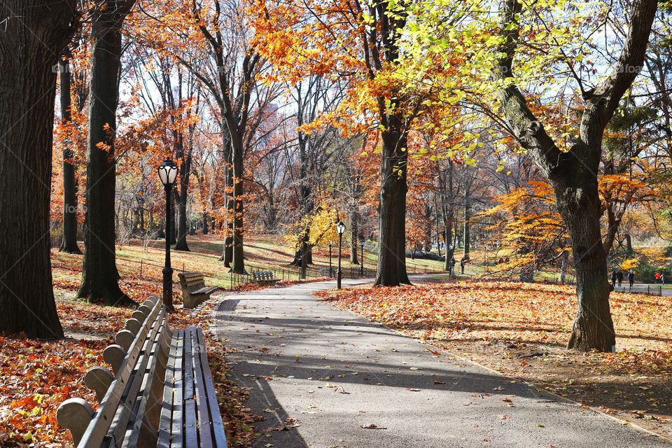 Autumn tree in park