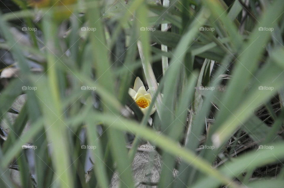 flower closeup