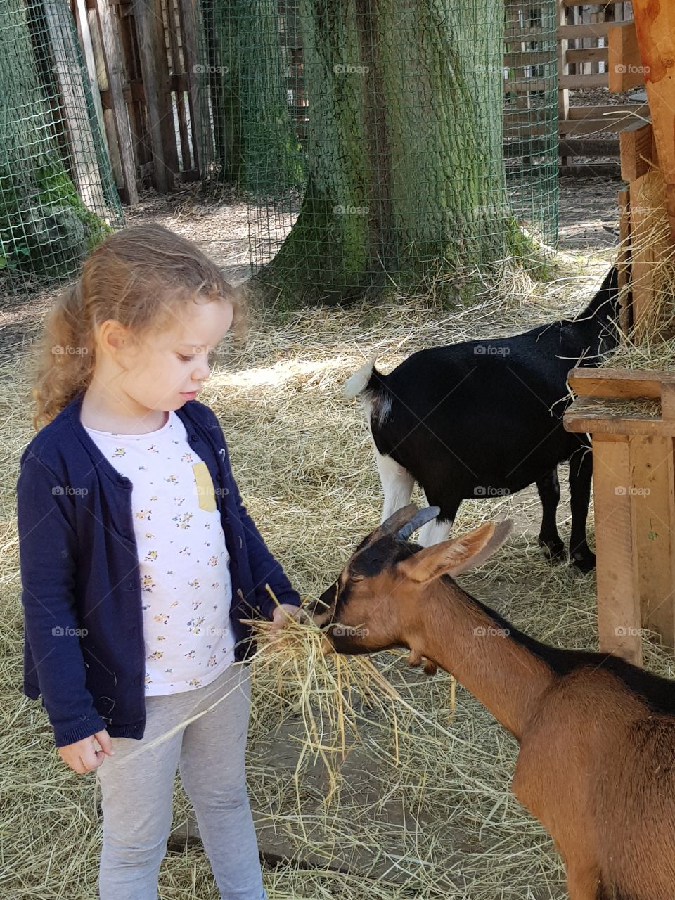 a girl feeds a goat