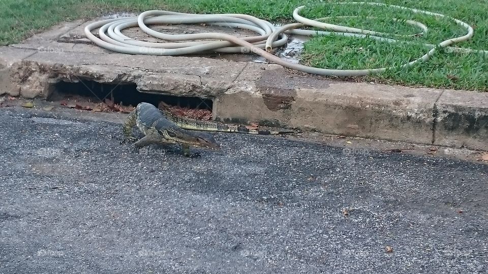 Lizard roles around the parks of bangkok