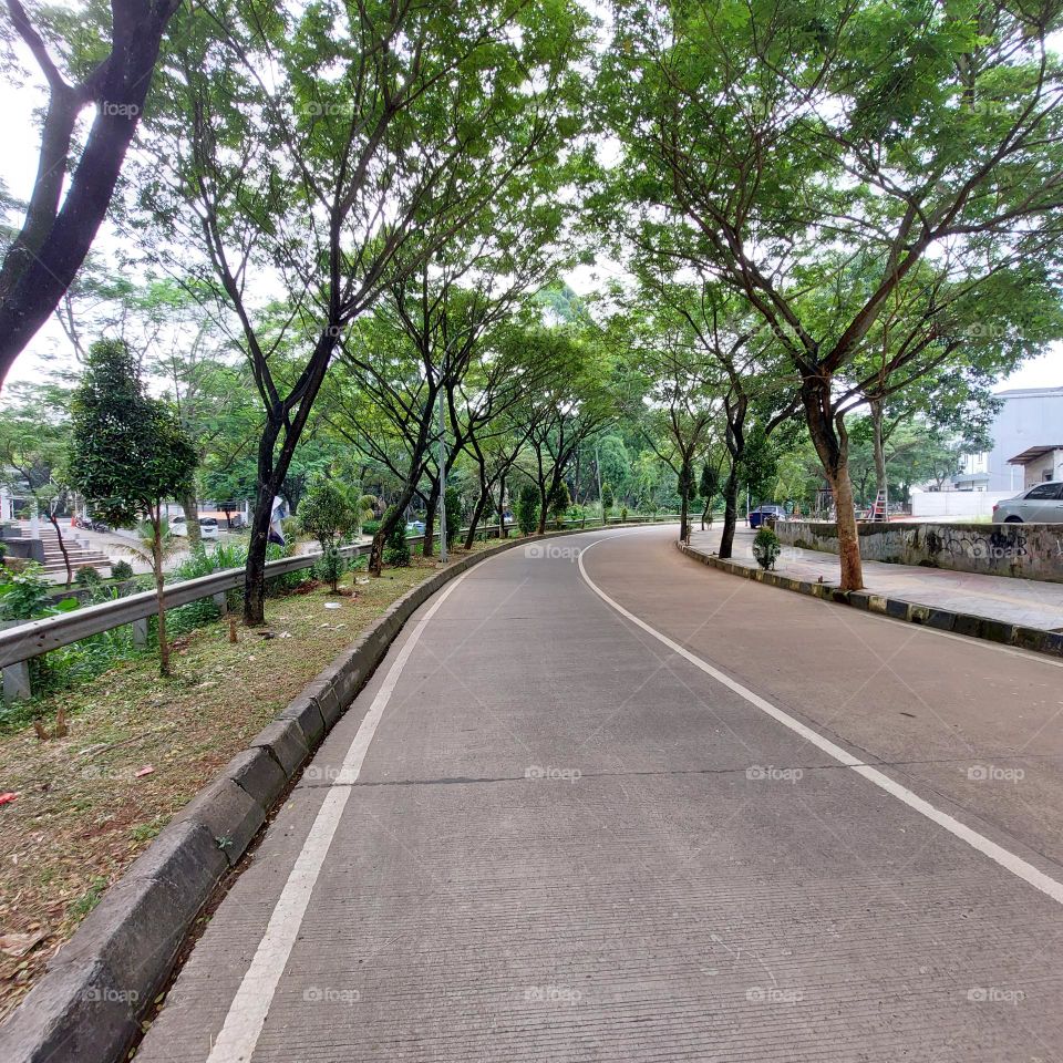 shady tree on the side of the road