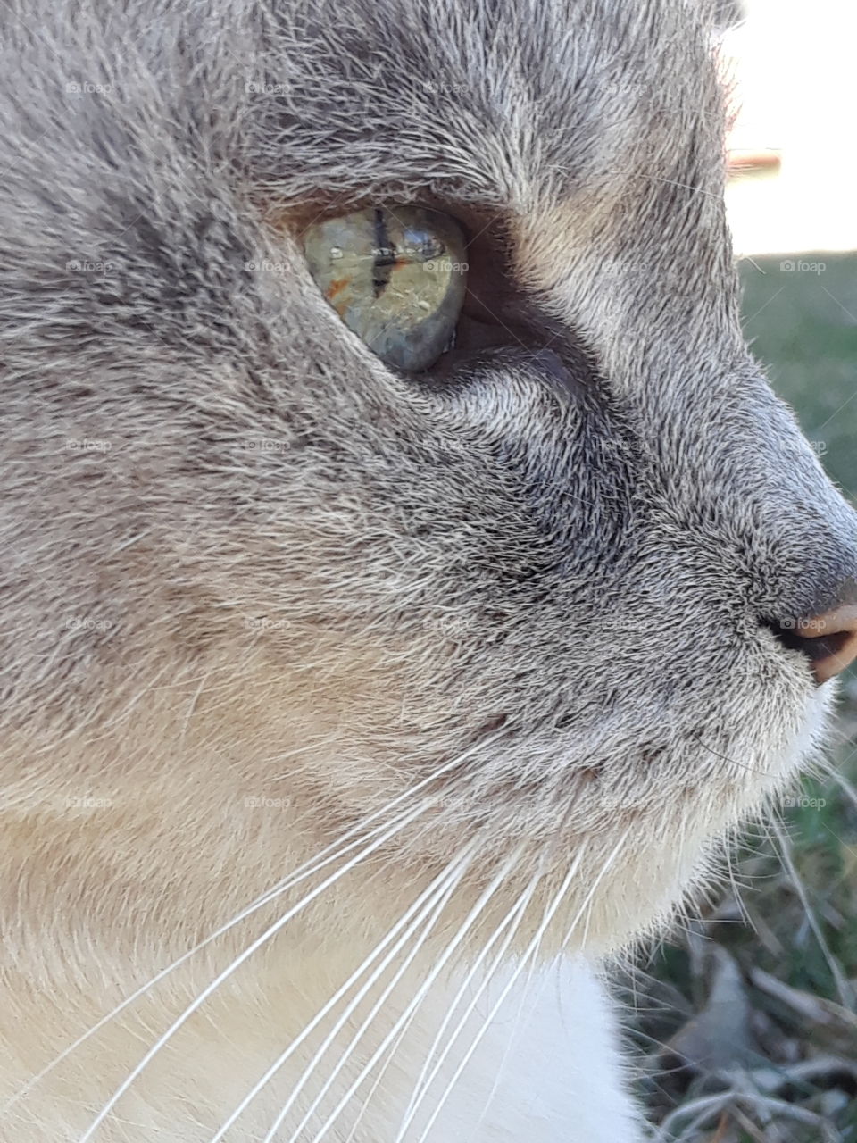 Siamese Tabby Cat Blue Eye Close Up