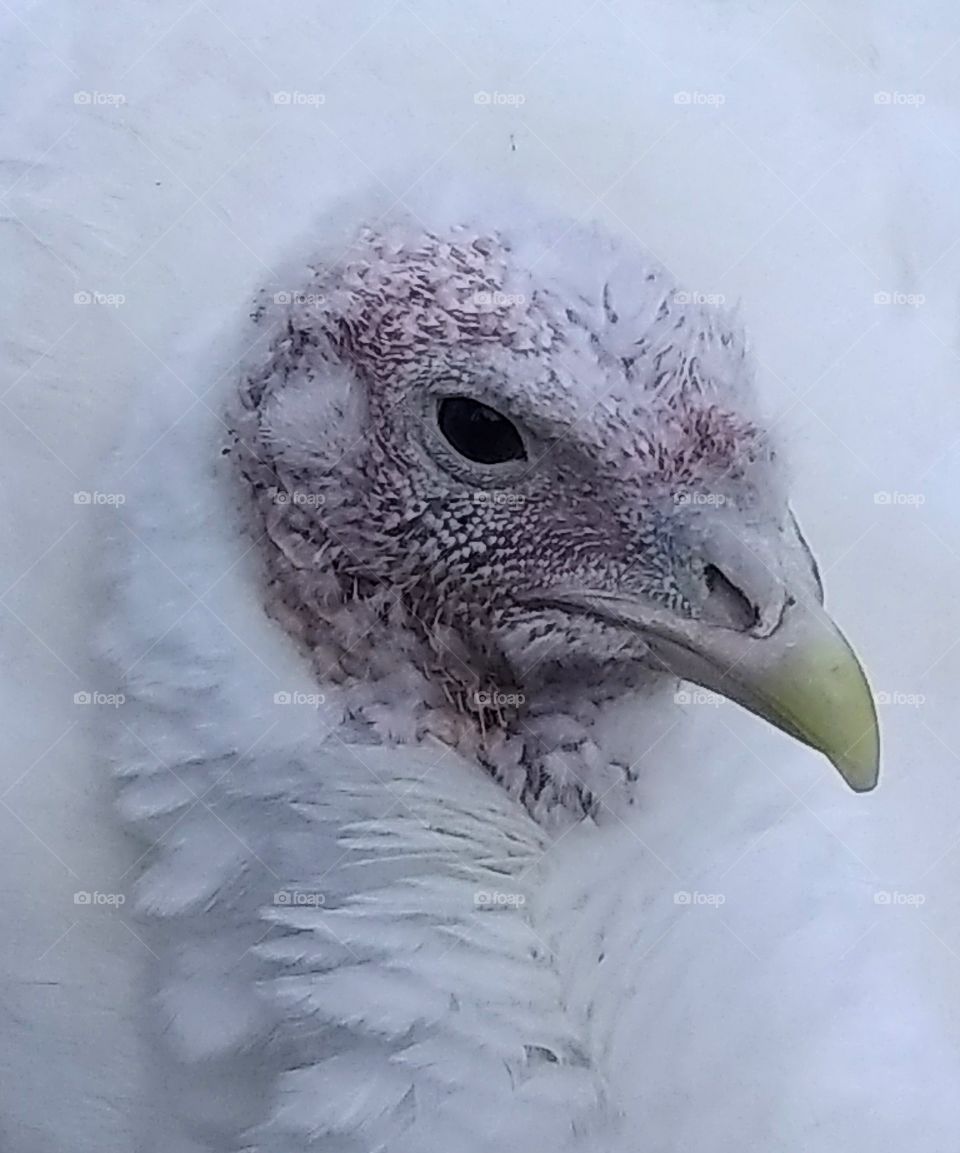 Contemplative turkey covered in new feathers.