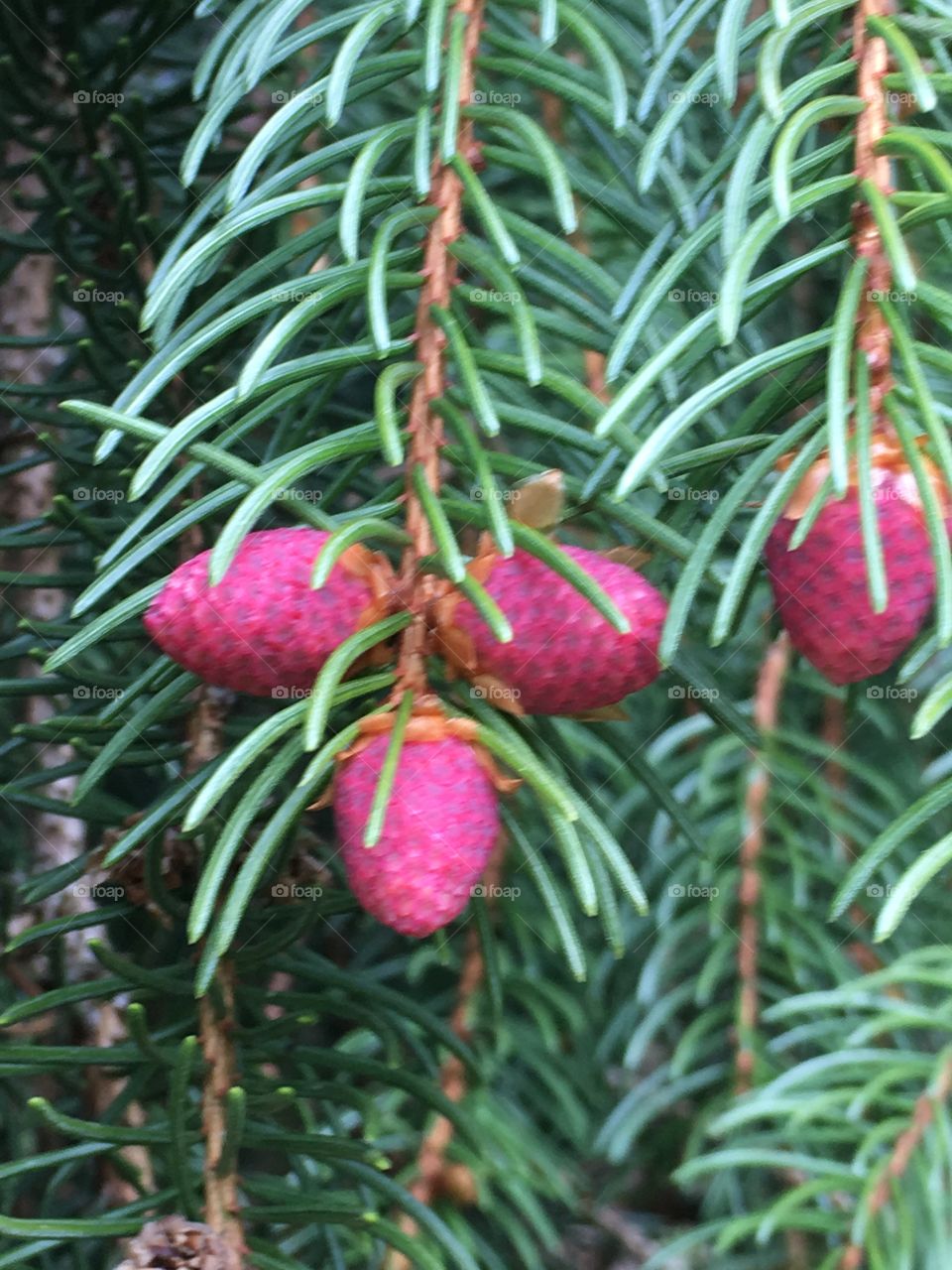 Buds of fir