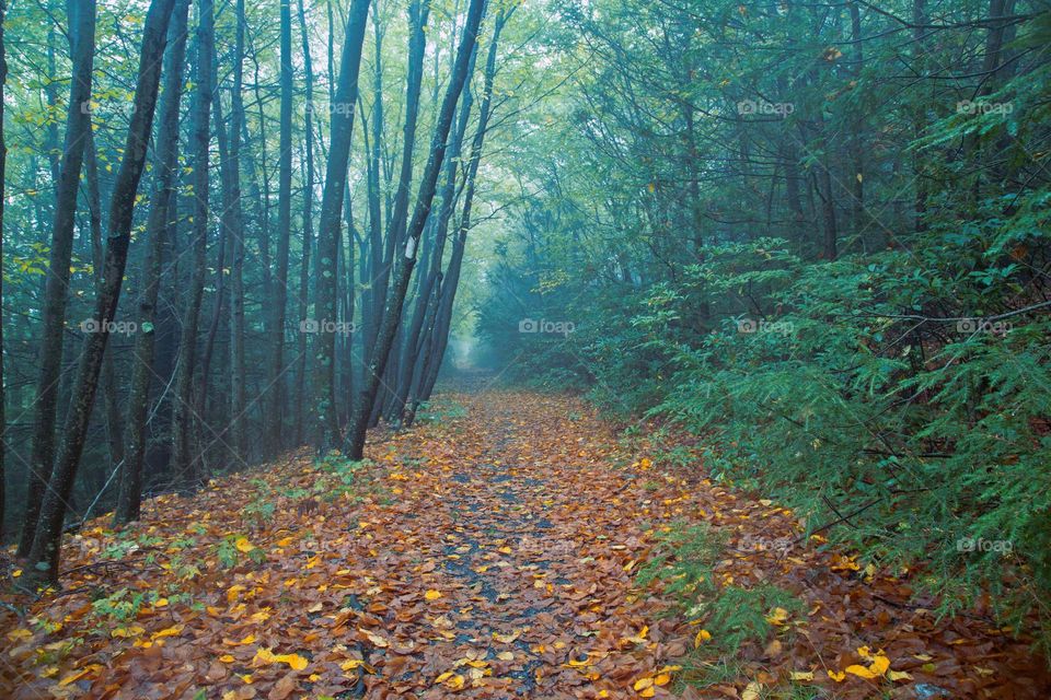 walk on the path of autumn. 