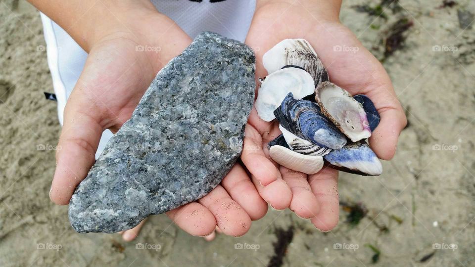 shells rock in hand