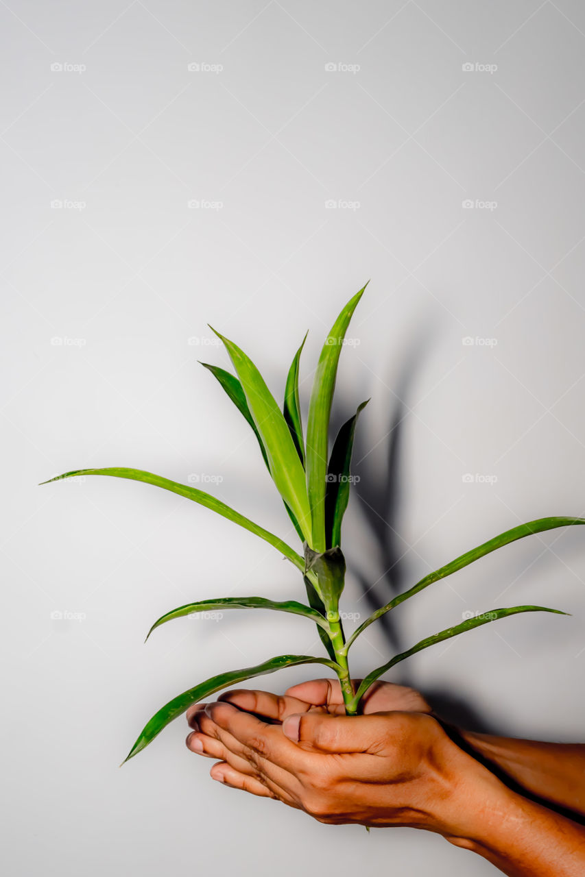A man holding a beautiful and fresh growing green tree isolated on white background. Conceptual Image. Useful for save planet or environment protection or Business growth and development concept.