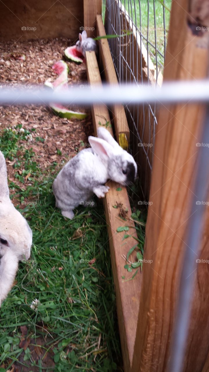 The cutest little baby rabbit