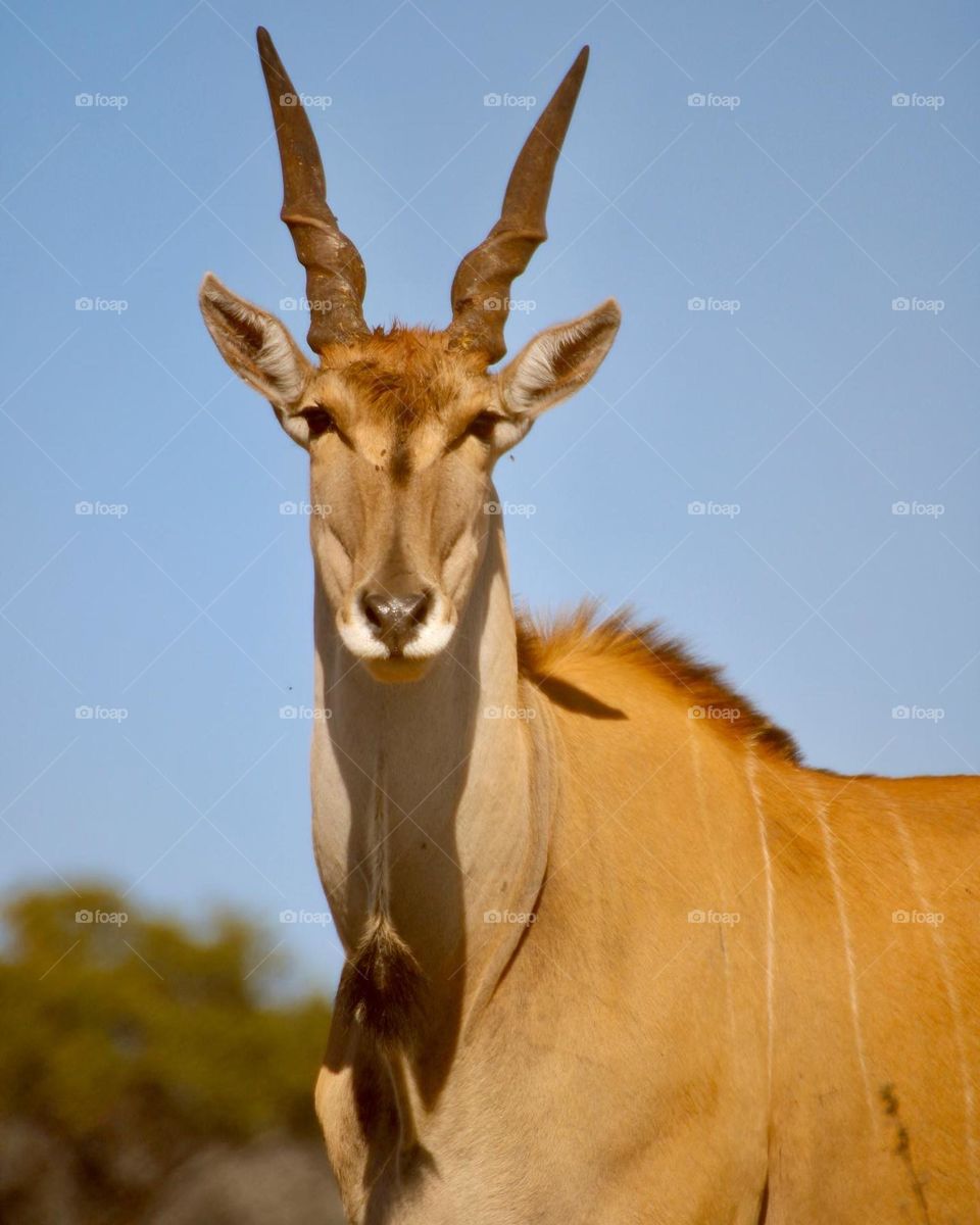 An eland 