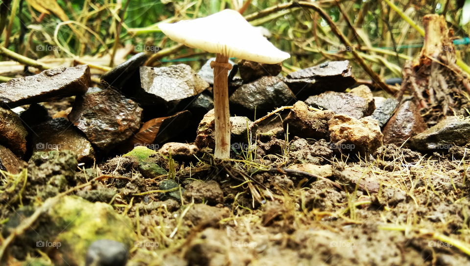 mushrooms images photos mushrooms picture mushrooms pic mushrooms wallpapers mushrooms Indian images photos