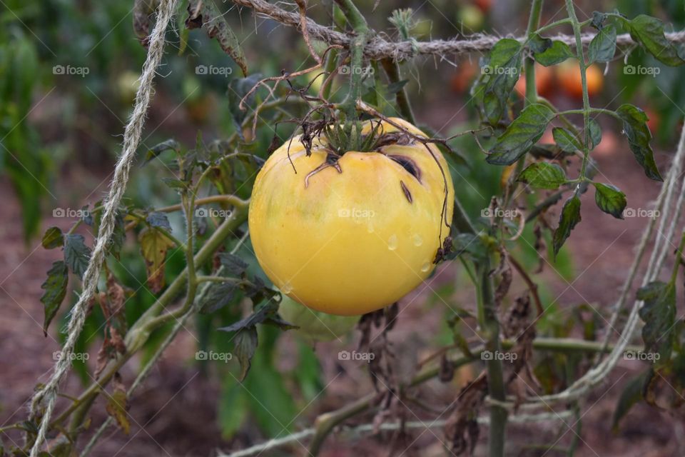 A yellow tomato rots on the vine 