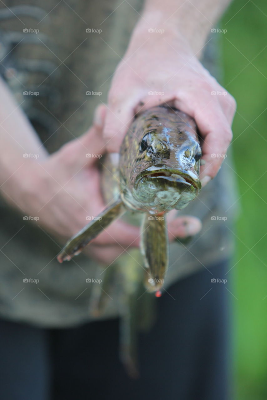 evening catch