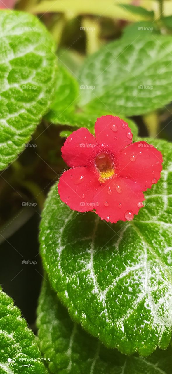 Episcia flower speckled by rain drops.