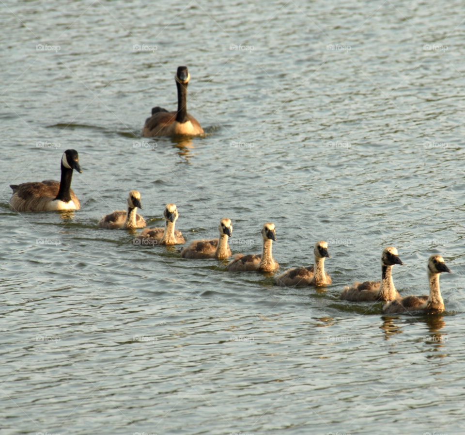 young birds family line by lightanddrawing