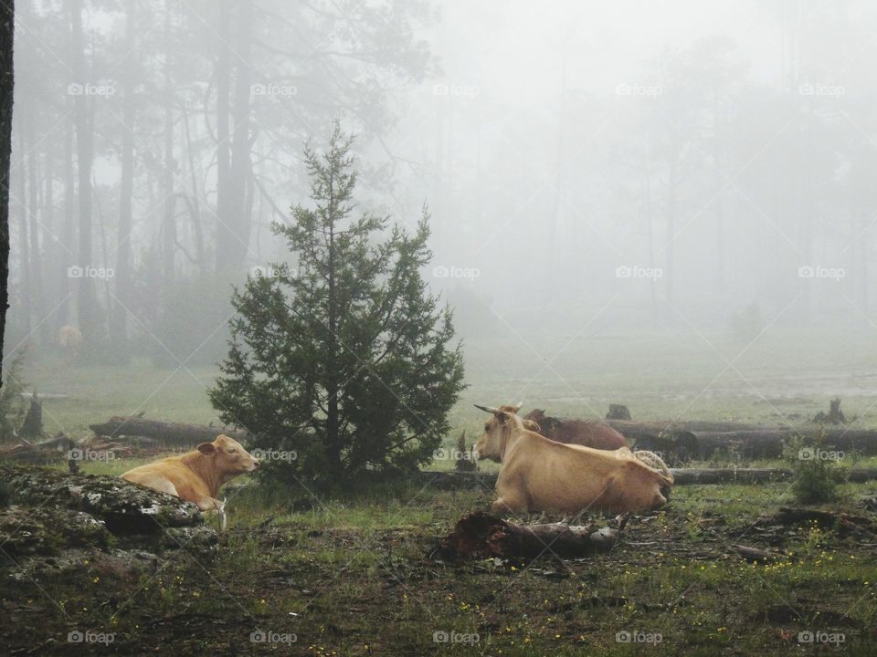 Vacas descansando