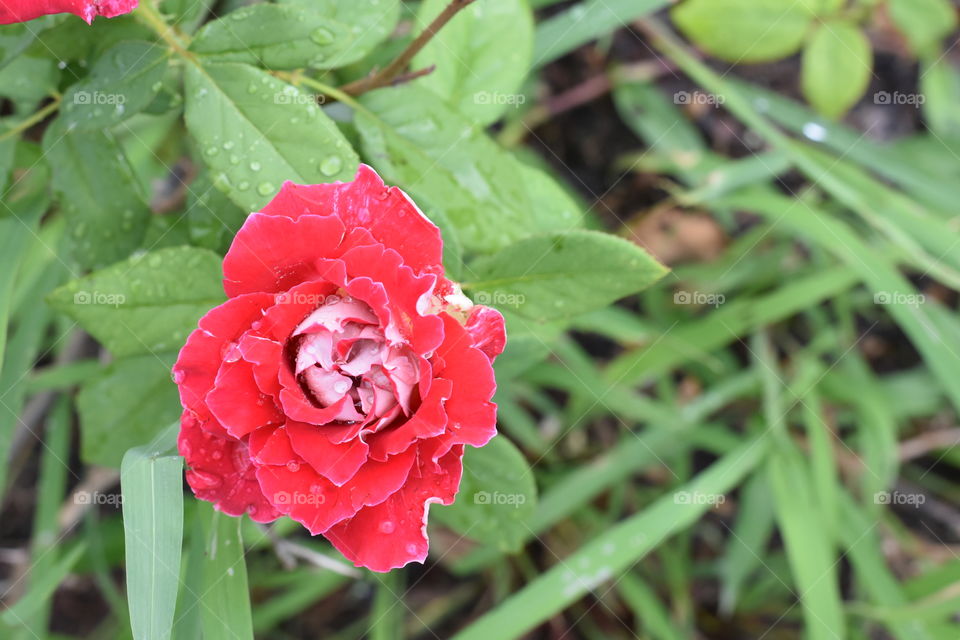 Peppermint Rose in ful bloom.