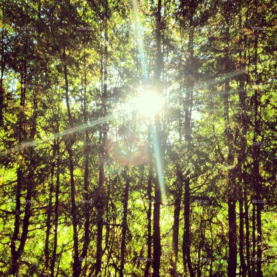 Forest and sun. trees in a beautiful lesu.solntse peeps through the branches