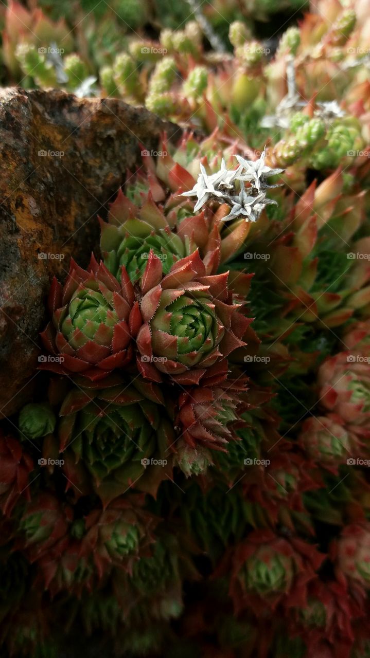 succulent close-up