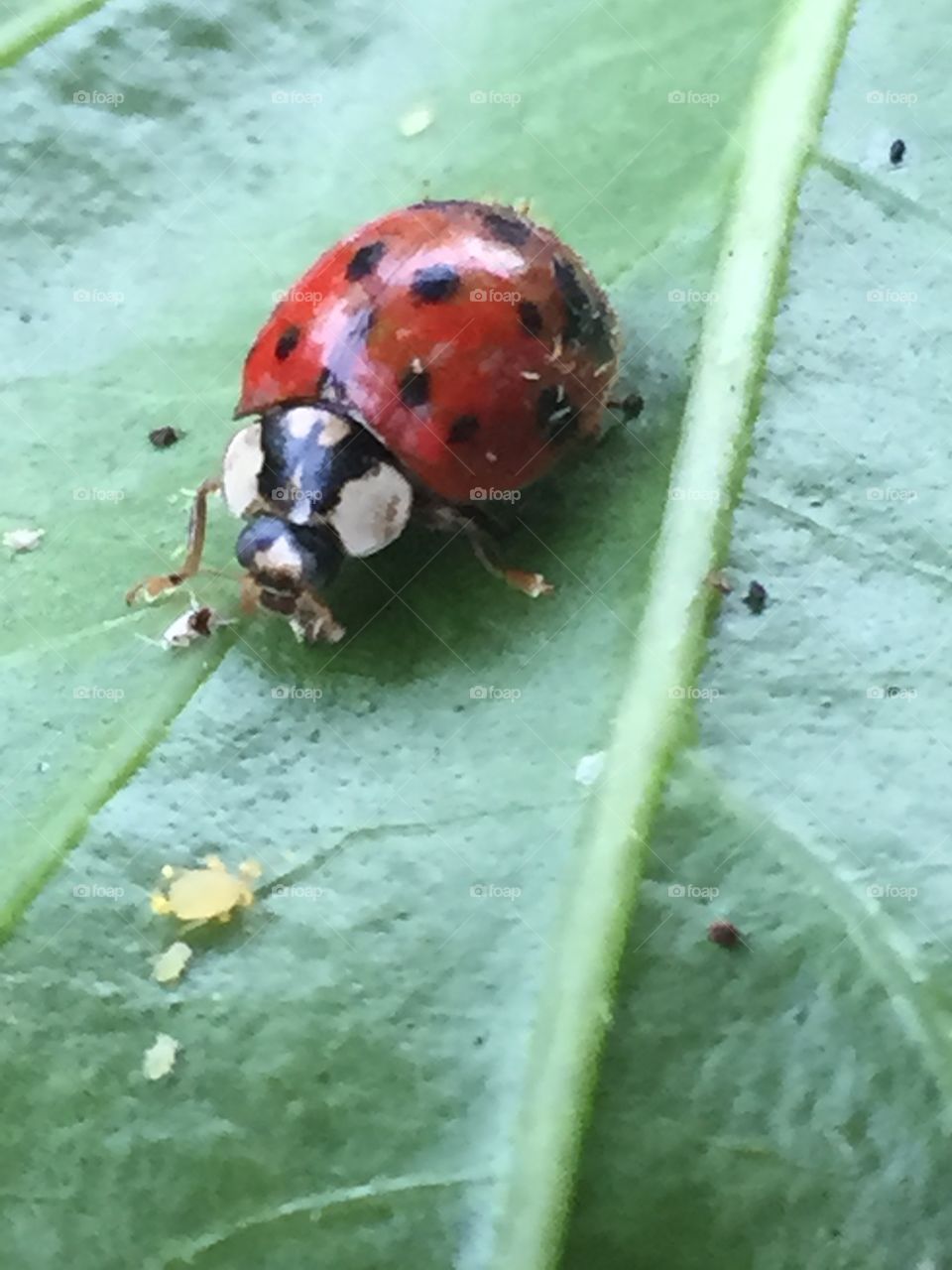 Ladybug. Ladybug on a leaf 
