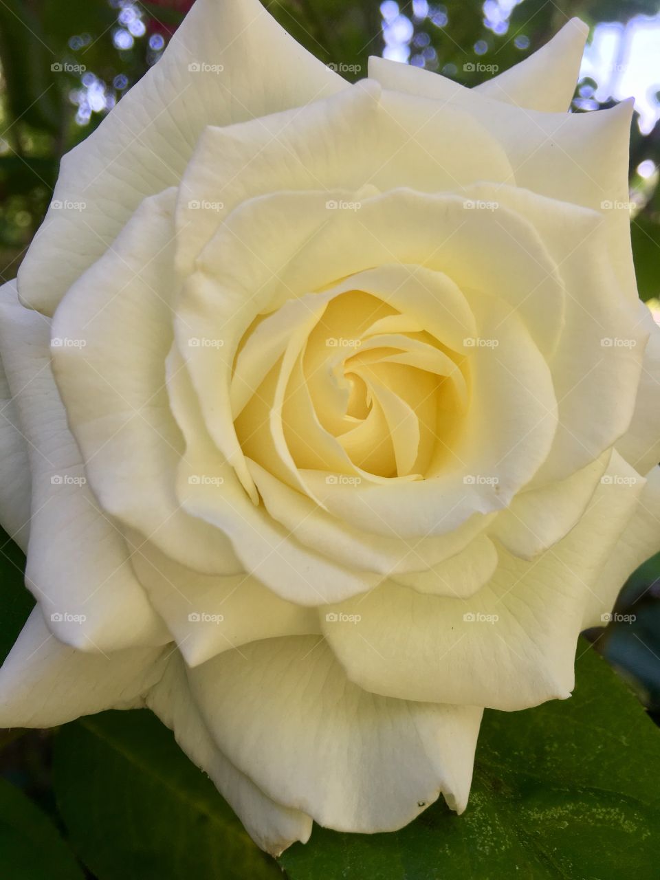 White rose 