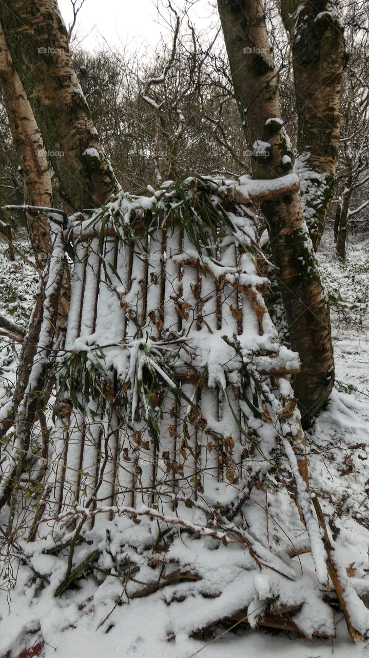 Winter den in the glen