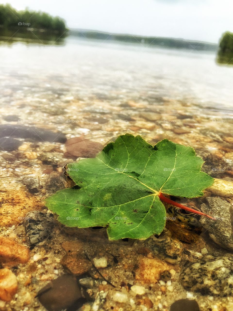 Lake leaf.. Floating leaf.