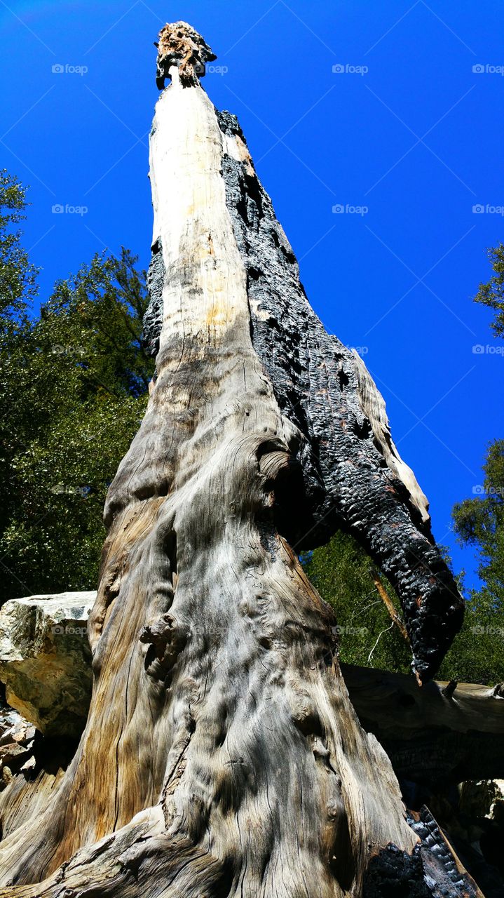 Remnants of a Forest Fire