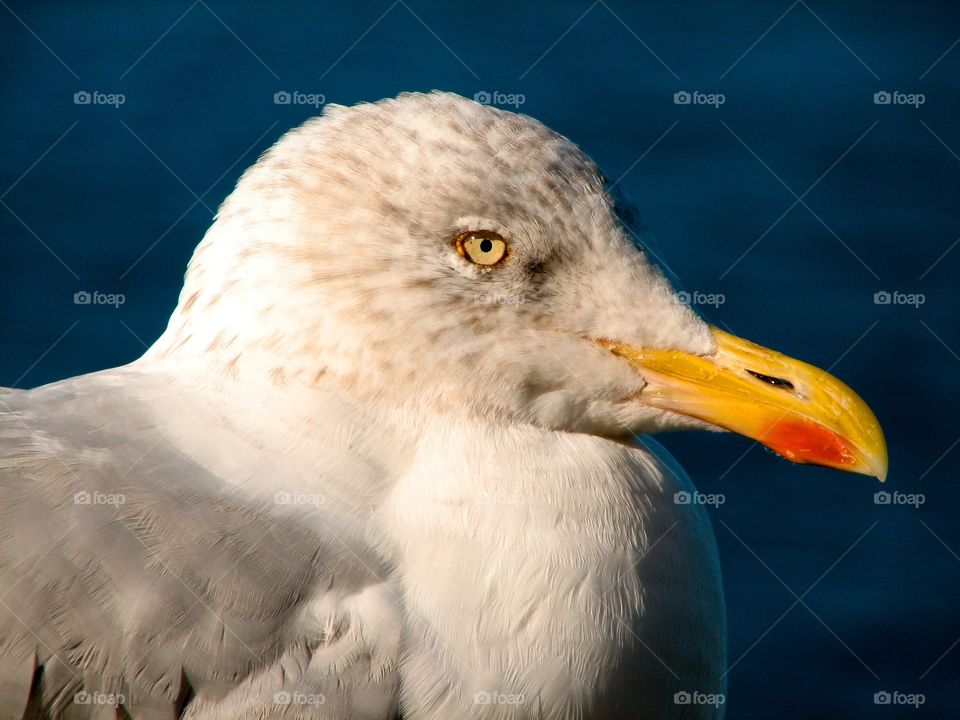 Seagull head. The head of an Irish Seagull