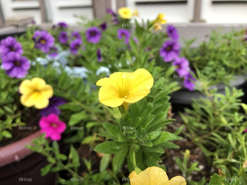 Petunias 