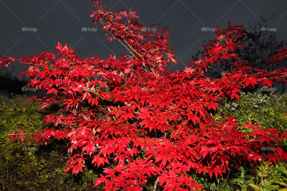 Japanese maple tree. 