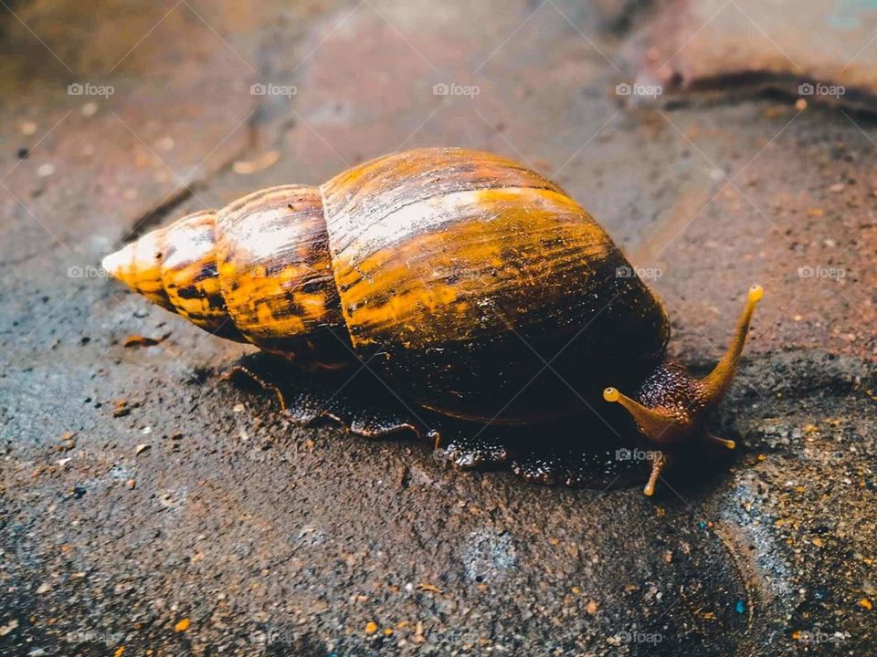 snail