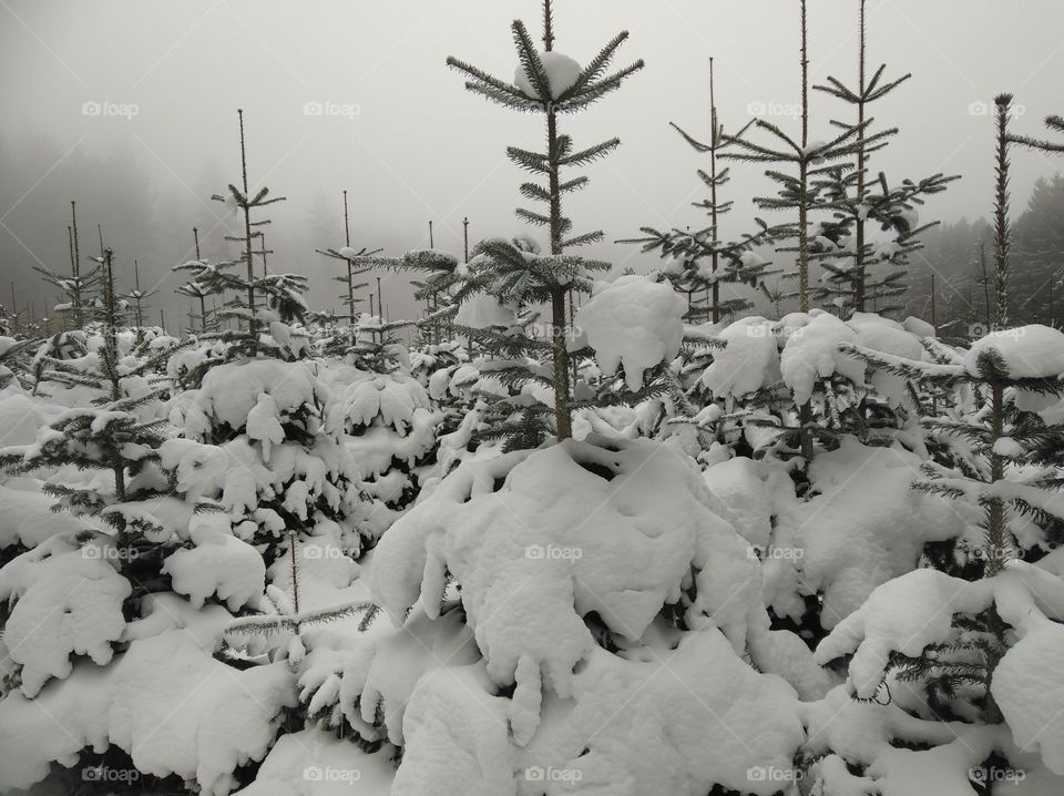 Tannenbäume im Schnee