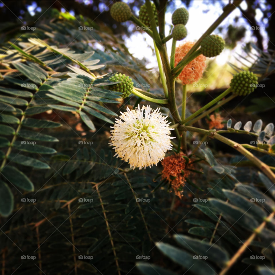 🇺🇸 What a beauty of nature! Flowers, fruits and trees are mixed up in the wonderful diversity of our country! / 🇧🇷 Que beleza de natureza! Flores, frutos e árvores se confundem na maravilhosa diversidade do nosso país!